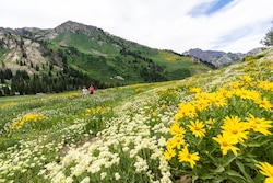 (Rick Egan | The Salt Lake Tribune)  Hikers walk among the wildflowers in Albion Meadow, on Wednesday, July 27, 2022.
